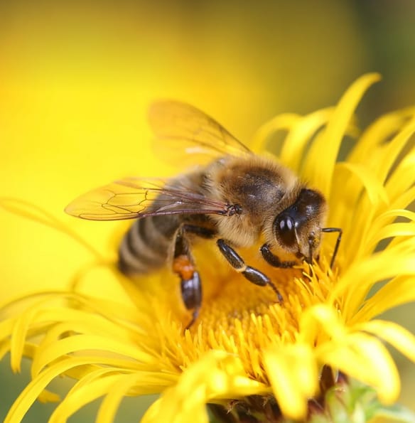 Fliegende Biodiversität