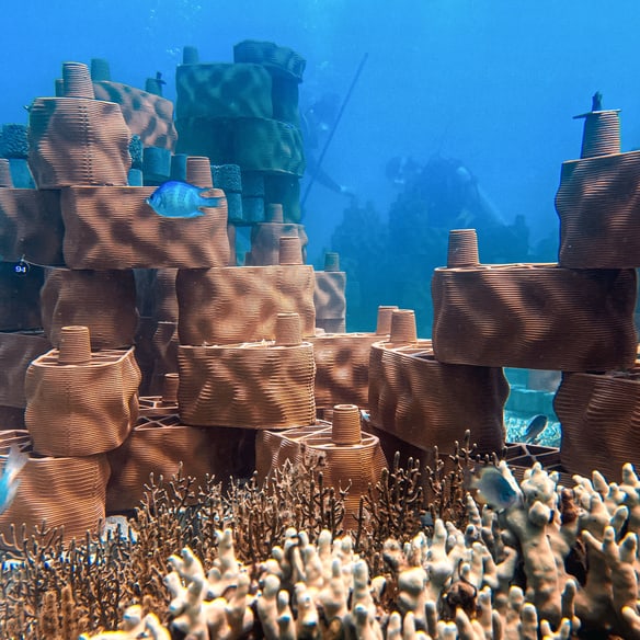 rrreefs – Regenerierung sterbender Riffe