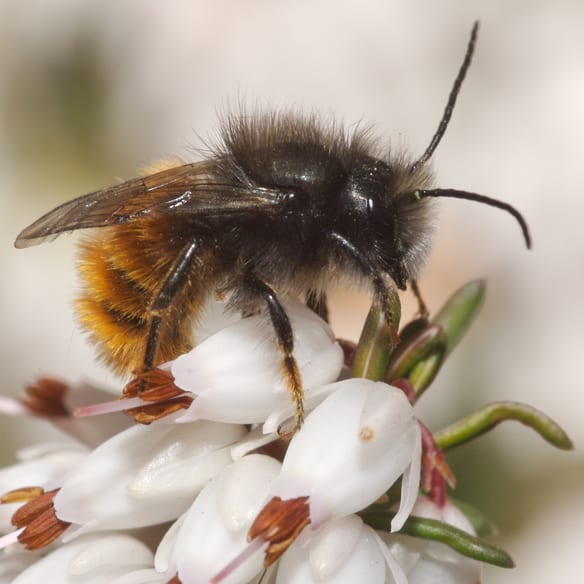 Fliegende Biodiversität